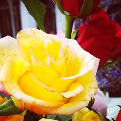 Close-up of yellow rose blooming outdoors