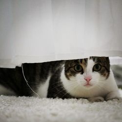 Close-up portrait of cat relaxing on bed