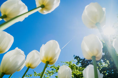 Low angle view of white flowering plants against sky