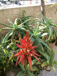 Close-up of red cactus plant