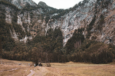 Scenic view of trees in forest