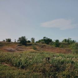 Scenic view of grassy field against sky