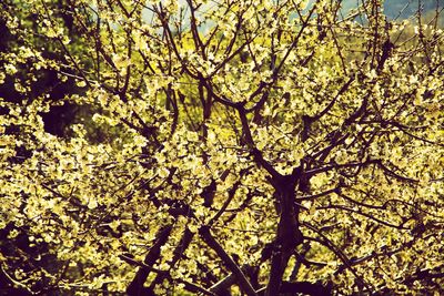 Low angle view of tree