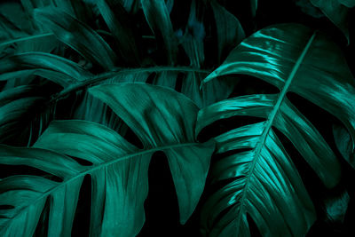 Close-up of green leaves