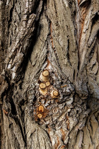 Full frame shot of tree trunk