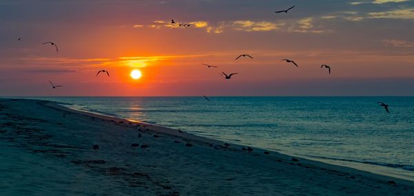 Seagulls flying over sea at sunset