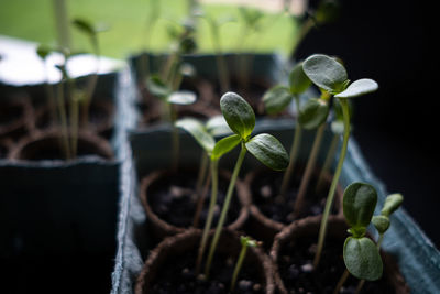 Close-up of potted plant