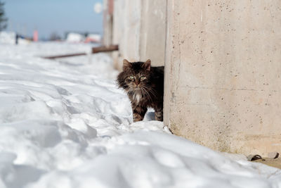 Portrait of kitten on wall