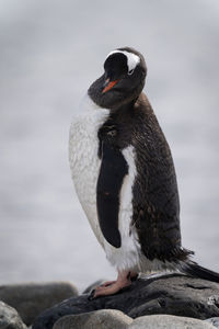 Gentoo penguin stands on rock eyeing camera