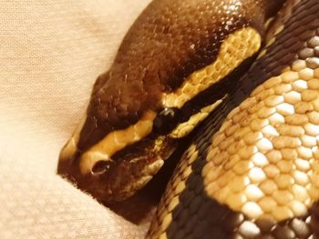 Close-up of snake