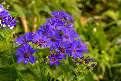 Close-up of purple flowers blooming outdoors