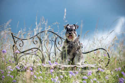 Close-up of dog on field against sky