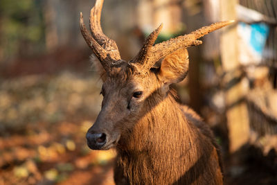 Close-up of deer