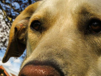 Close-up portrait of dog