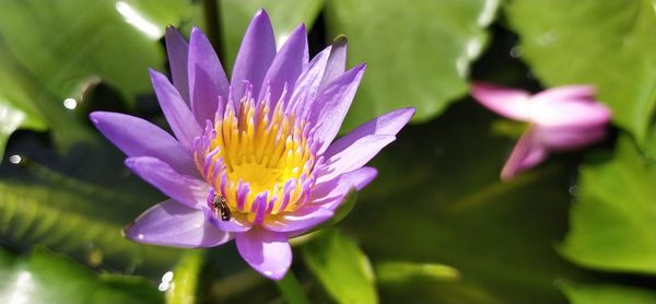 Close-up of pink flower