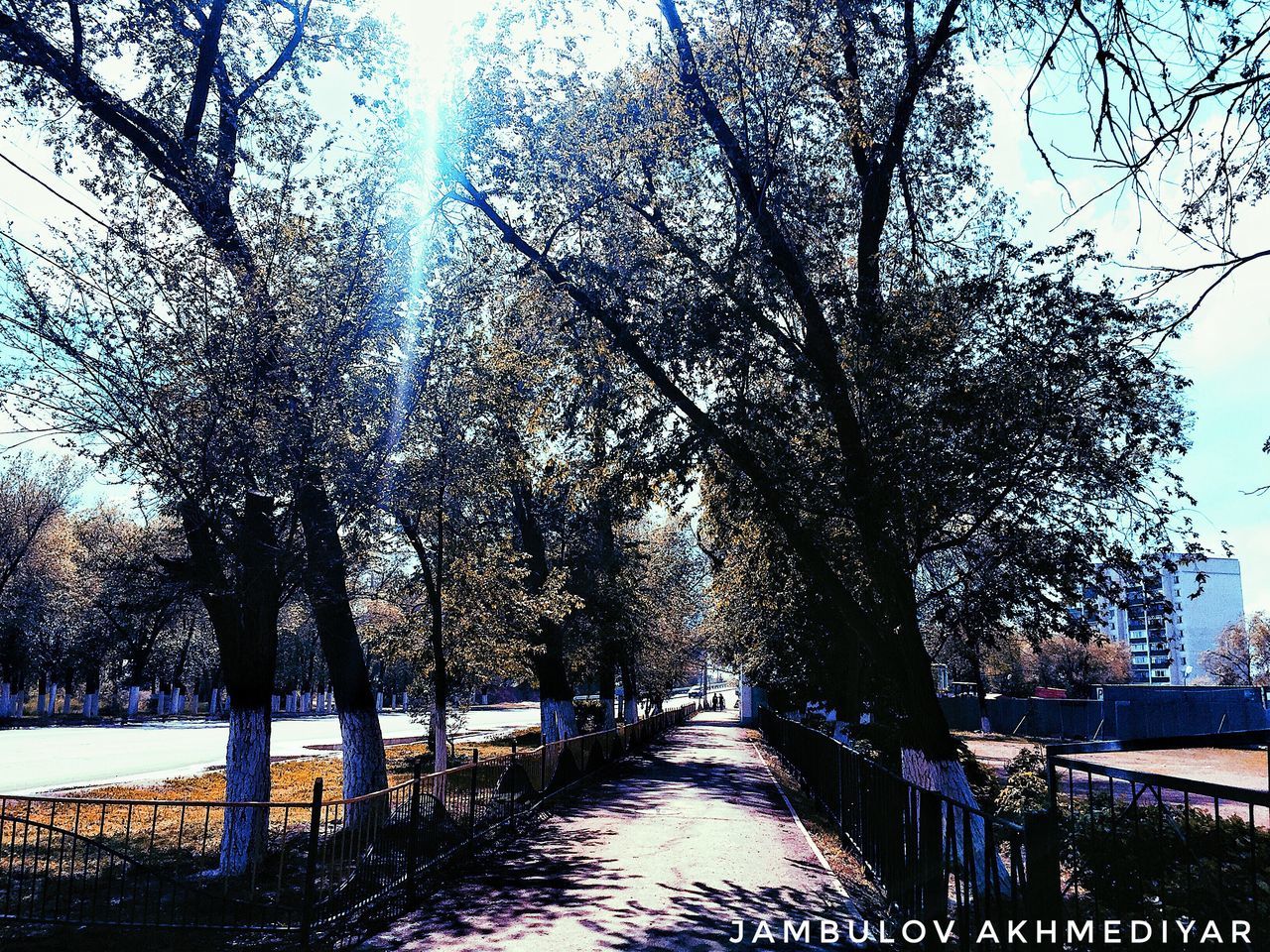 BARE TREES ON SUNNY DAY