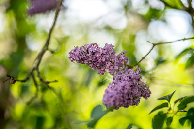 Close-up of purple flowering plant