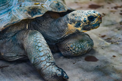 Close-up of turtle on rock