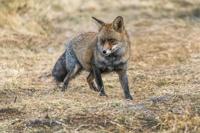 Fox on grassy field