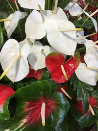 High angle view of white flowering plants