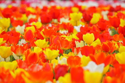 Close-up of yellow flowering plants