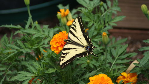 Close-up of butterfly pollinating on flower