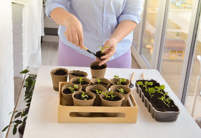 Spring work on planting flower seedlings in pots for the garden and home decor.
