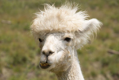 Close-up of a alpaca