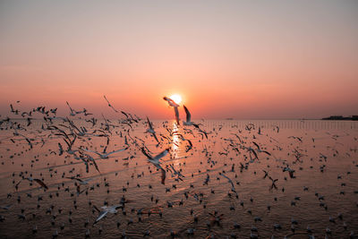 Twilight sunset in the evening with flock of seagulls flying around in the sky on orange background