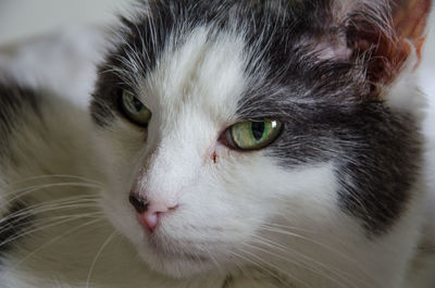 Close-up portrait of cat