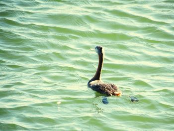 Duck swimming in water