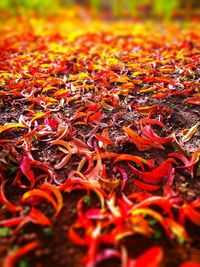 Close-up of autumn leaves fallen on field