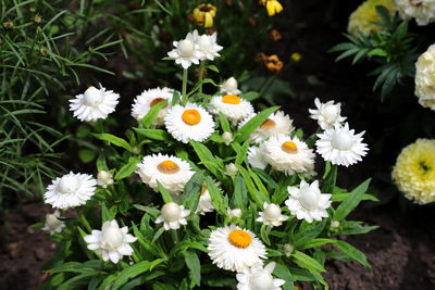 Close-up of white daisy flowers