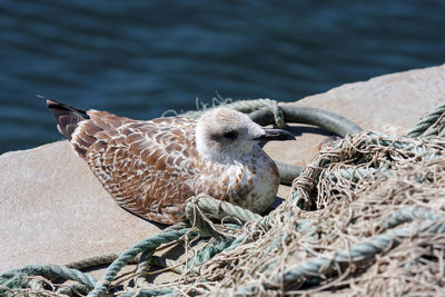 Close-up of birds on rock by sea