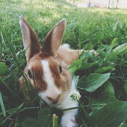 Close-up of rabbit on grassy field