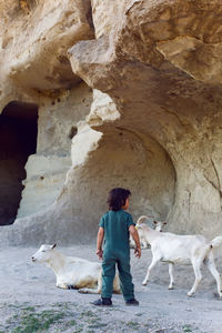 Child is standing on a mountain and goats are walking around