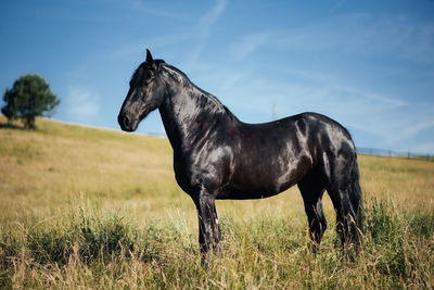 Horse standing on field against sky