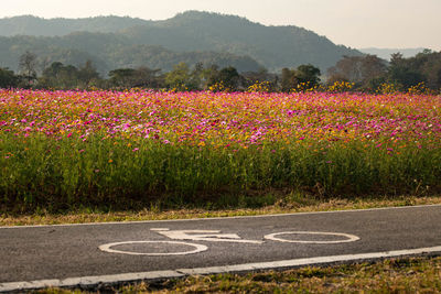 View of flowering plants by road