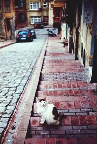 Cat looking up at home