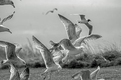 Seagulls flying in the sky