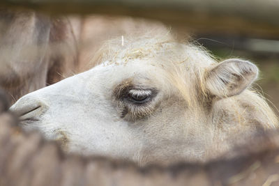 Close-up of a horse