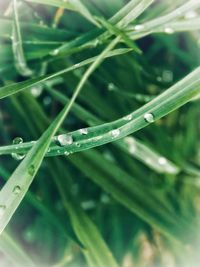 Close-up of wet plant