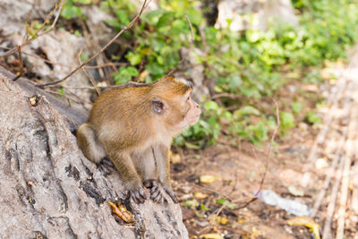 High angle view of rabbit in forest