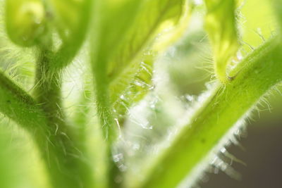 Full frame shot of fresh green leaves