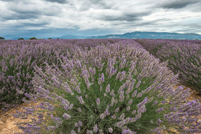 Scenic view of flowering plants on field against sky