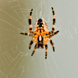 Close-up of spider on web