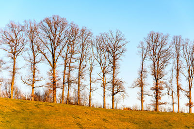 Bare trees on field against sky during autumn
