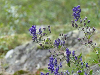 Close-up of purple flowering plant