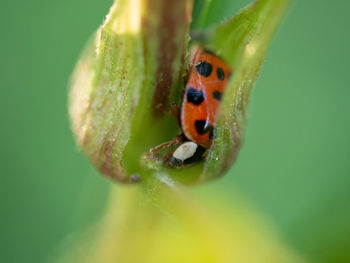 Close-up of ladybug on leaf