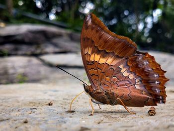 Close-up of butterfly